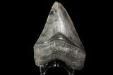 Serrated, Fossil Megalodon Tooth - Georgia #76462-1